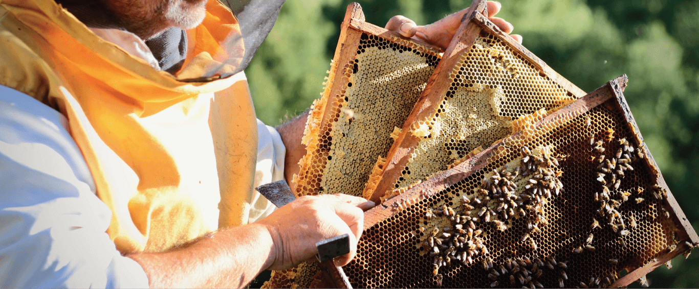 Marcos de cajones de abejas