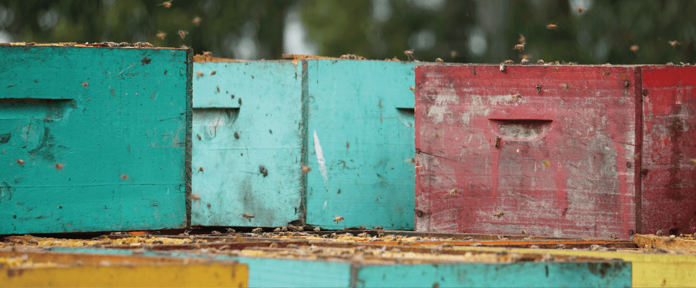 Cajones de abejas apilados