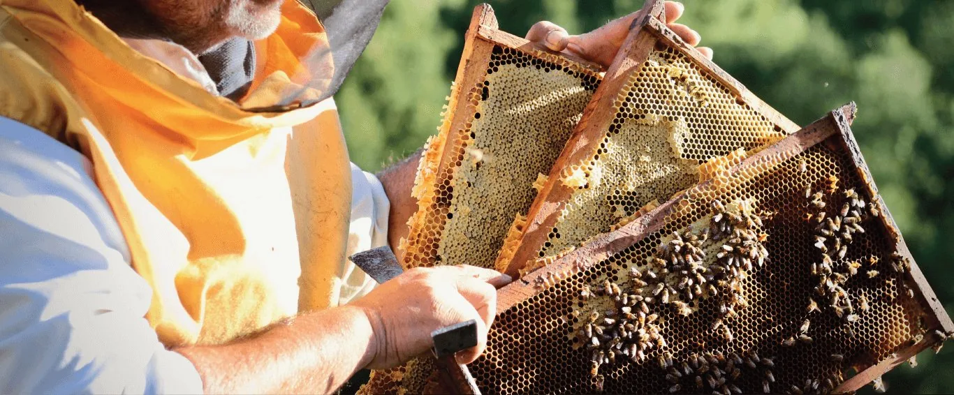 Apicultor con marcos de cajones de abejas