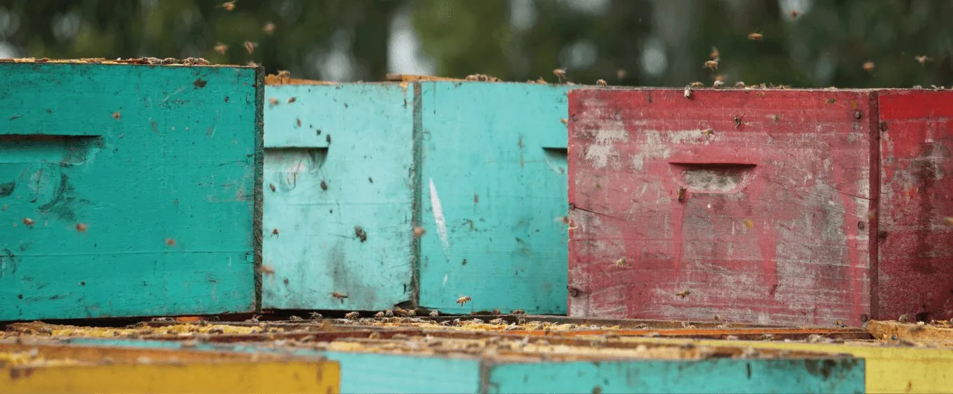Cajones de abejas apilados
